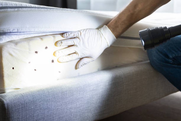Best Residential Pest Control  in Laymantown, VA