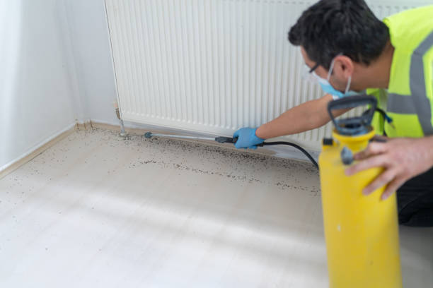 Best Ant Control Services  in Laymantown, VA