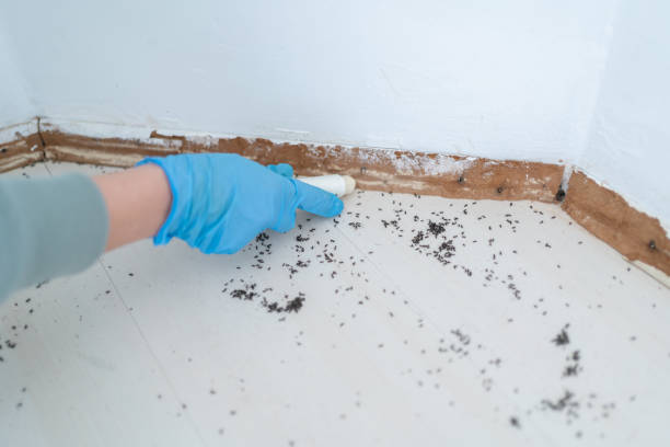 Best Mosquito Control Services  in Laymantown, VA