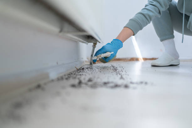 Best Wasp Removal Services  in Laymantown, VA